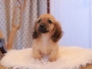 Kaninchen_Dachshund7881 Kaninchen_Dachshund7881