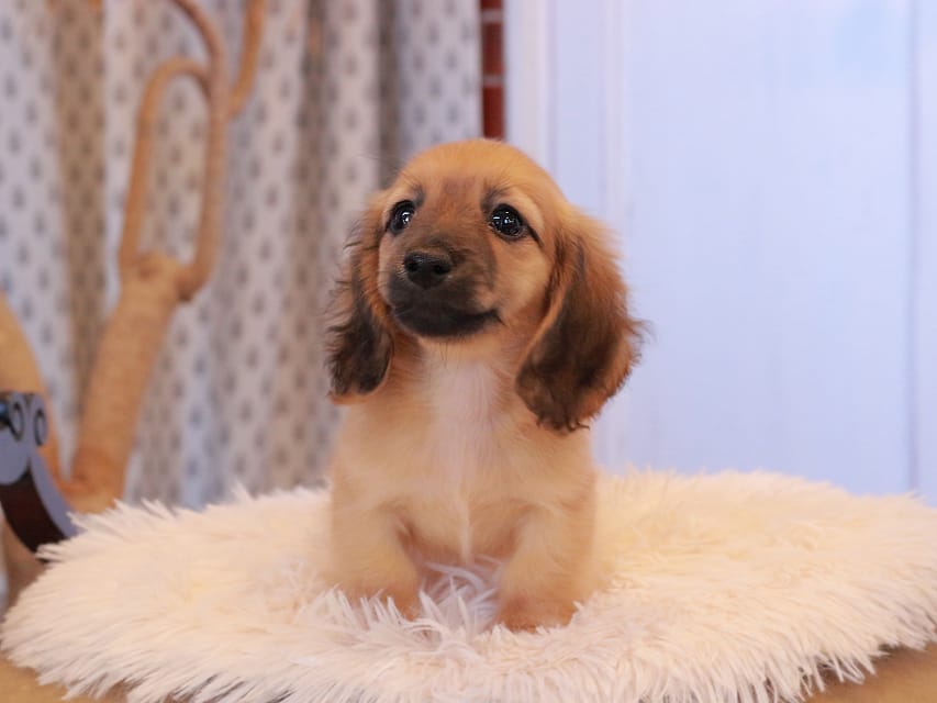 カニンヘンダックスフンド カメオ ＆ ボノの子犬 レッド 男の子