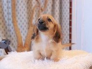 Kaninchen_Dachshund7893 Kaninchen_Dachshund7893