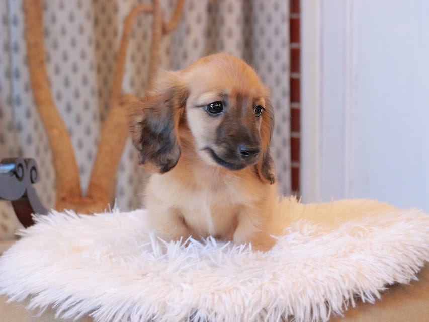 カニンヘンダックスフンド カメオ ＆ ボノの子犬 レッド 男の子