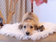 Kaninchen_Dachshund7902