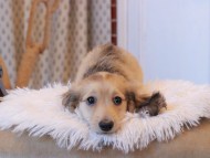 Kaninchen_Dachshund7904