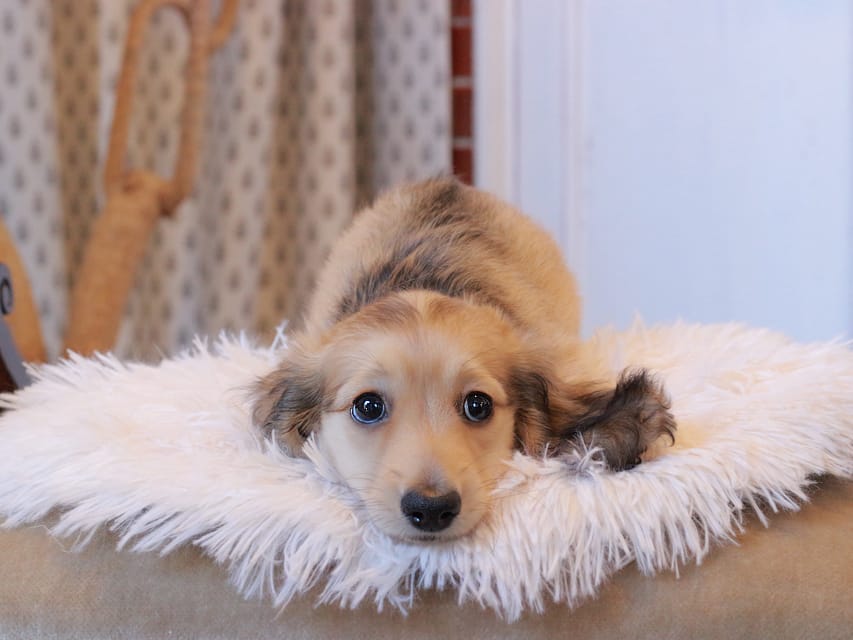 カニンヘンダックスフンド カメオ ＆ ボノの子犬 イエロー 男の子