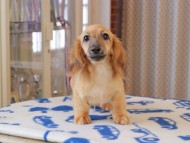 Kaninchen_Dachshund791