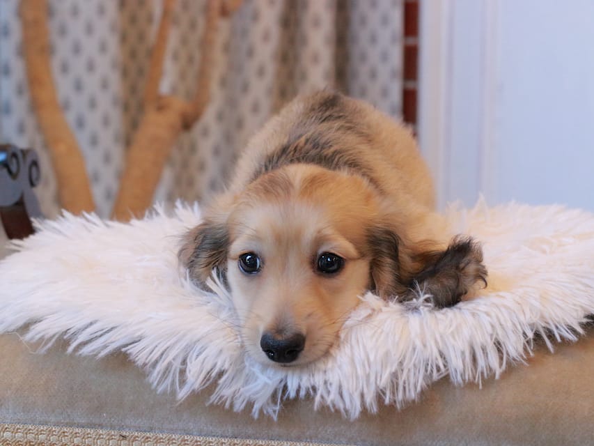 カニンヘンダックスフンド カメオ ＆ ボノの子犬 イエロー 男の子