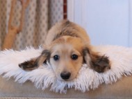 Kaninchen_Dachshund7919