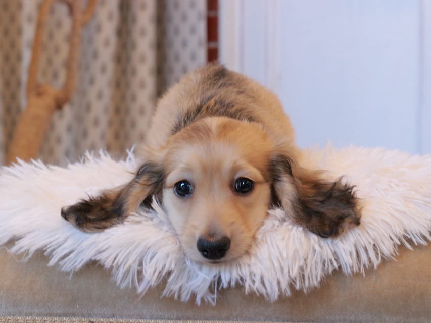 カニンヘンダックスフンド カメオ ＆ ボノの子犬 イエロー 男の子