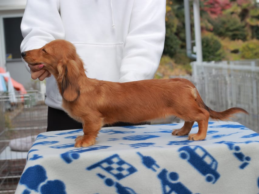 カニンヘンダックスフンド バルーン & スパーキの子犬 レッド 女の子Kaninchen_Dachshund792 カニンヘンダックスフンド バルーン & スパーキの子犬 レッド 女の子