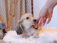 Kaninchen_Dachshund7924