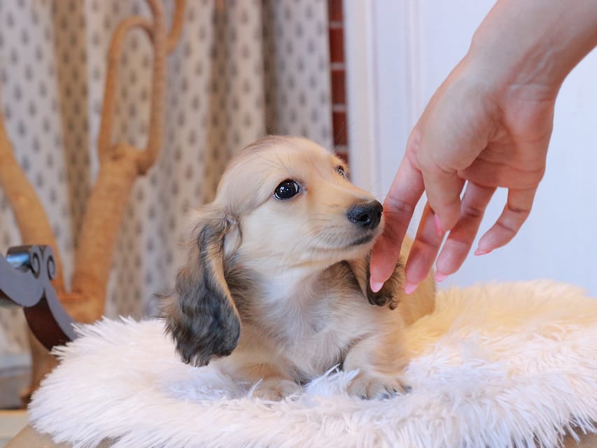 カニンヘンダックスフンド カメオ ＆ ボノの子犬 イエロー 男の子