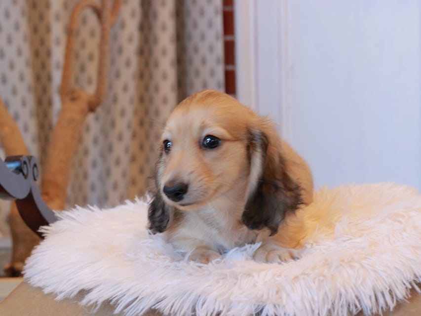カニンヘンダックスフンド カメオ ＆ ボノの子犬 イエロー 男の子