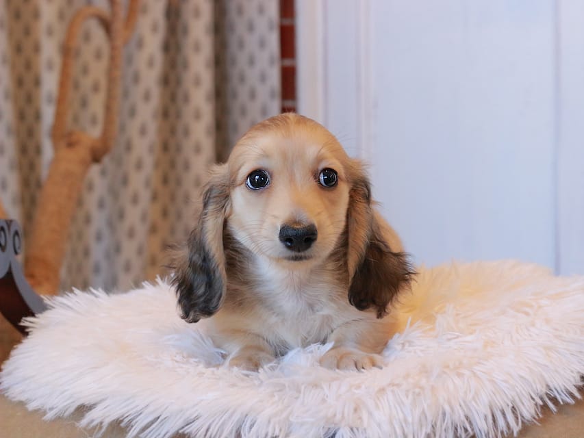 カニンヘンダックスフンド カメオ ＆ ボノの子犬 イエロー 男の子