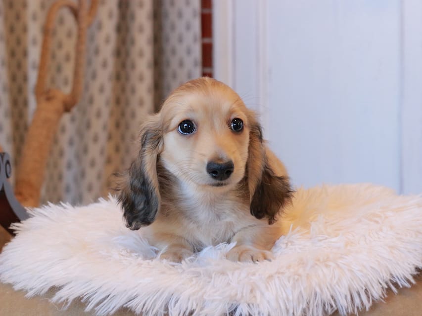 カニンヘンダックスフンド カメオ ＆ ボノの子犬 イエロー 男の子