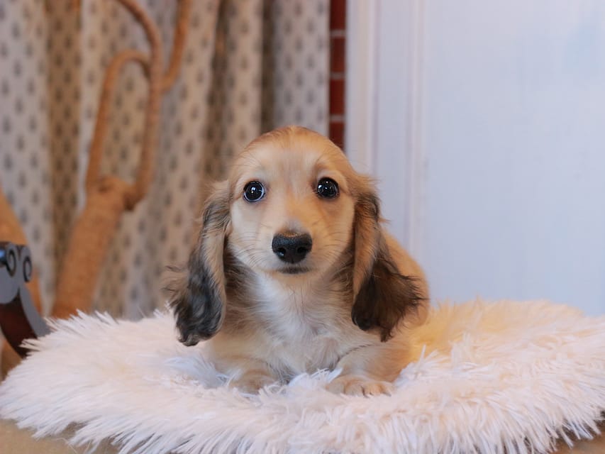カニンヘンダックスフンド カメオ ＆ ボノの子犬 イエロー 男の子