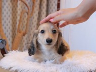 Kaninchen_Dachshund7941