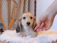 Kaninchen_Dachshund7942
