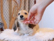 Kaninchen_Dachshund7943