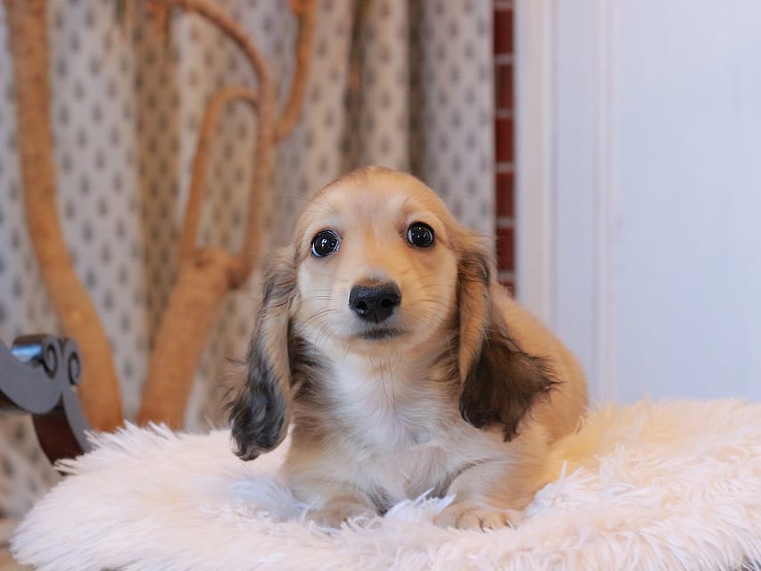 カニンヘンダックスフンド カメオ ＆ ボノの子犬 イエロー 男の子
