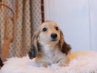 Kaninchen_Dachshund7946