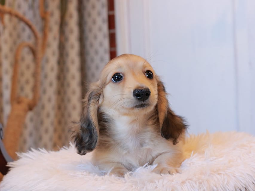 カニンヘンダックスフンド カメオ ＆ ボノの子犬 イエロー 男の子