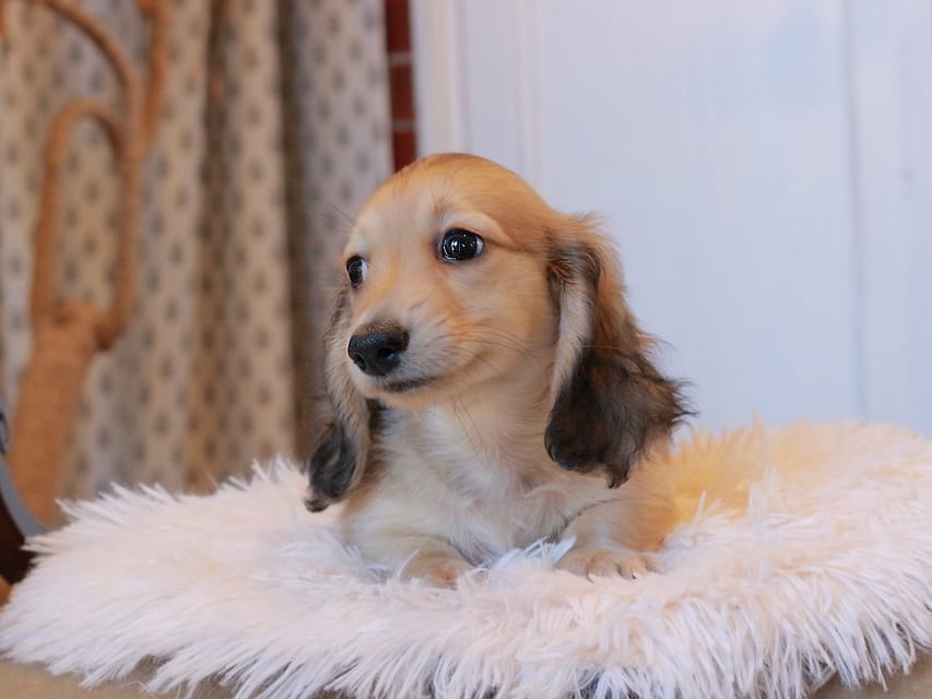 カニンヘンダックスフンド カメオ ＆ ボノの子犬 イエロー 男の子