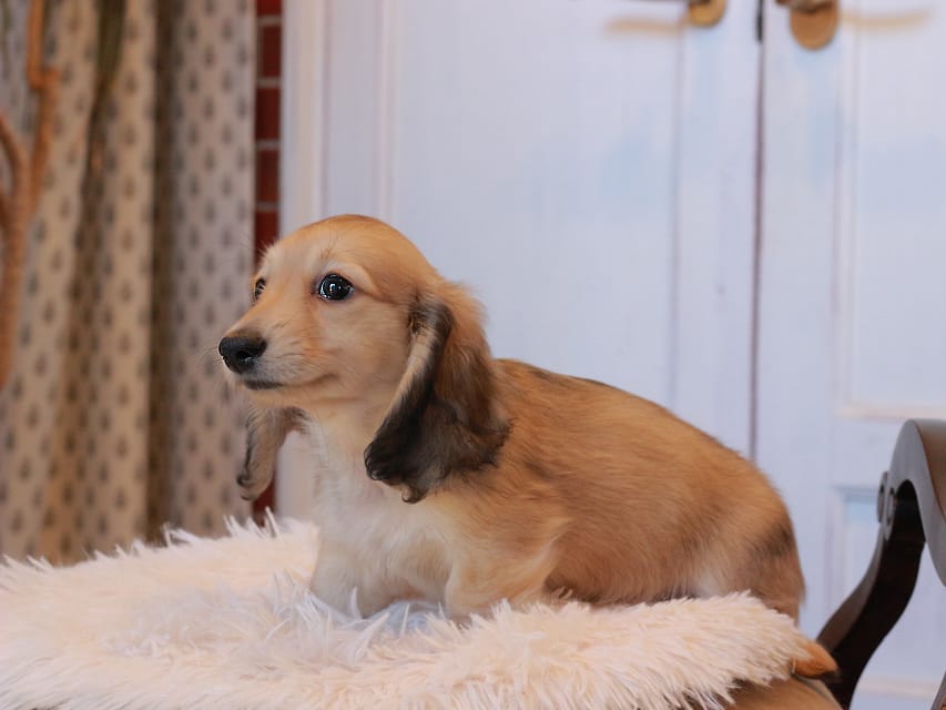 カニンヘンダックスフンド カメオ ＆ ボノの子犬 イエロー 男の子