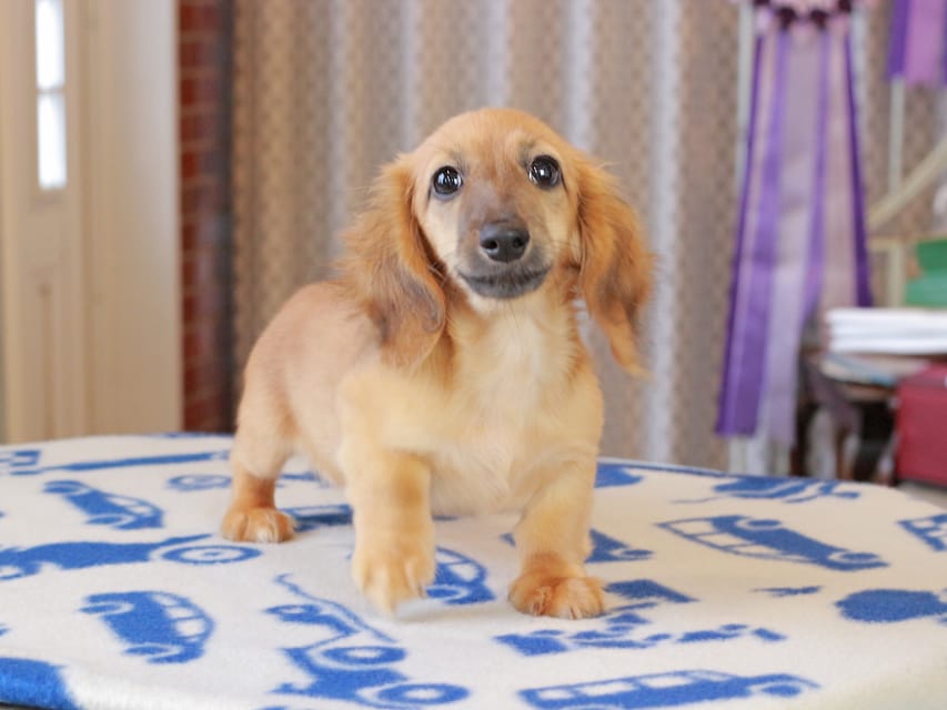 カニンヘンダックスフンド カメオ ＆ ボノの子犬 レッド 男の子