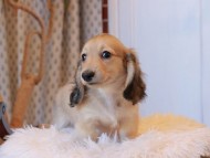 Kaninchen_Dachshund7973