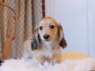 Kaninchen_Dachshund7976