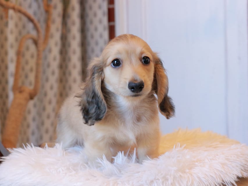 カニンヘンダックスフンド カメオ ＆ ボノの子犬 イエロー 男の子