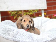 Kaninchen_Dachshund7997