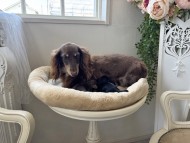 Kaninchen_Dachshund79_0 Kaninchen_Dachshund79_0