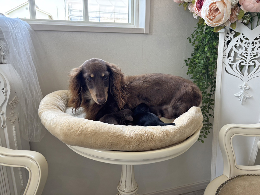 カニンヘンダックスフンド ジェシー & スルガ 8月17日子犬の出産Kaninchen_Dachshund79_0 カニンヘンダックスフンド ジェシー & スルガ 8月17日子犬の出産
