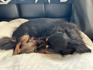 Kaninchen_Dachshund7_0 Kaninchen_Dachshund7_0