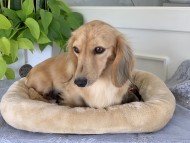 Kaninchen_Dachshund8 Kaninchen_Dachshund8