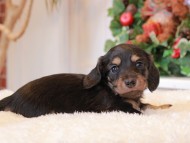 Kaninchen_Dachshund8.14-2