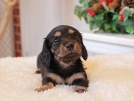 Kaninchen_Dachshund8.34-1 Kaninchen_Dachshund8.34-1