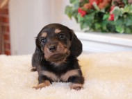 Kaninchen_Dachshund8.34-3 Kaninchen_Dachshund8.34-3