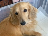 ゆきとら 5月21日子犬の出産