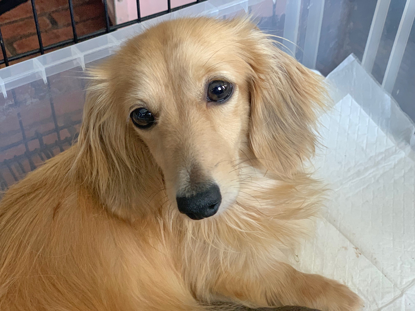 カニンヘンダックスフンド ゆきとら 5月21日子犬の出産