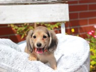 Kaninchen_Dachshund8001