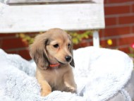 Kaninchen_Dachshund8003 Kaninchen_Dachshund8003