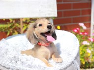 Kaninchen_Dachshund8007