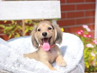 Kaninchen_Dachshund8008 Kaninchen_Dachshund8008