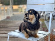 Kaninchen_Dachshund80