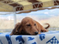 Kaninchen_Dachshund803 Kaninchen_Dachshund803