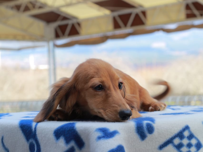 カニンヘンダックスフンド バルーン & スパーキの子犬 レッド 女の子Kaninchen_Dachshund803 カニンヘンダックスフンド バルーン & スパーキの子犬 レッド 女の子