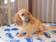 Kaninchen_Dachshund803 Kaninchen_Dachshund803