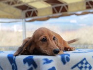 Kaninchen_Dachshund804 Kaninchen_Dachshund804