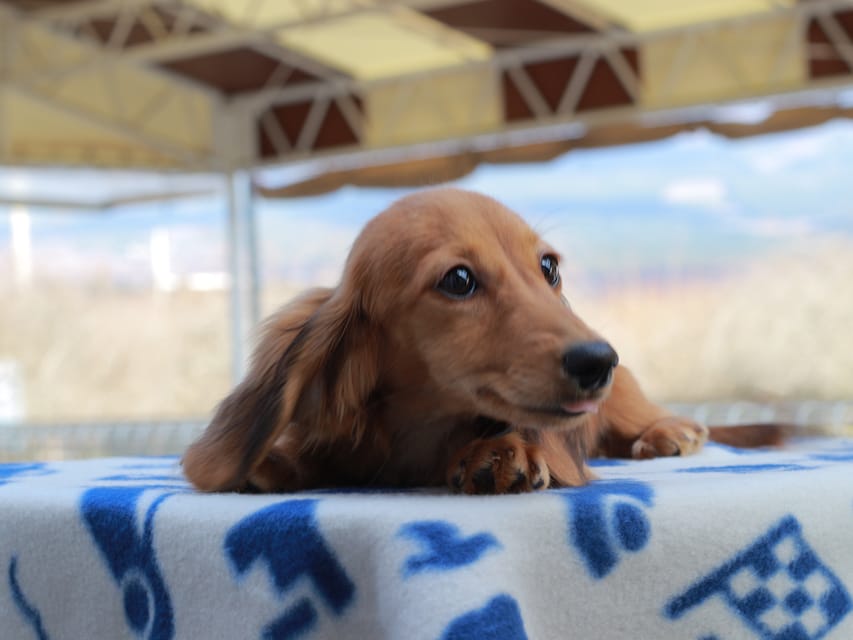 カニンヘンダックスフンド バルーン & スパーキの子犬 レッド 女の子Kaninchen_Dachshund805 カニンヘンダックスフンド バルーン & スパーキの子犬 レッド 女の子